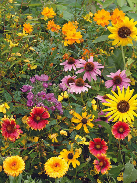 Bentley seeds, assorted