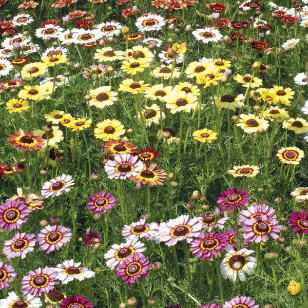 Bentley seeds, assorted